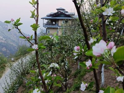Wild Orchid Homestay, Narkanda, Shimla