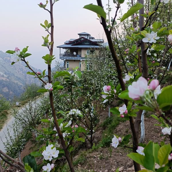 Wild Orchid Homestay, Narkanda, Shimla