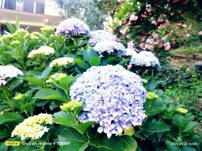 Home Stay in Dalhousie