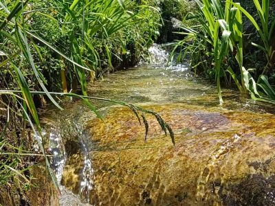 Shringi Vatika Homestay – Ghiyagi, Jibhi