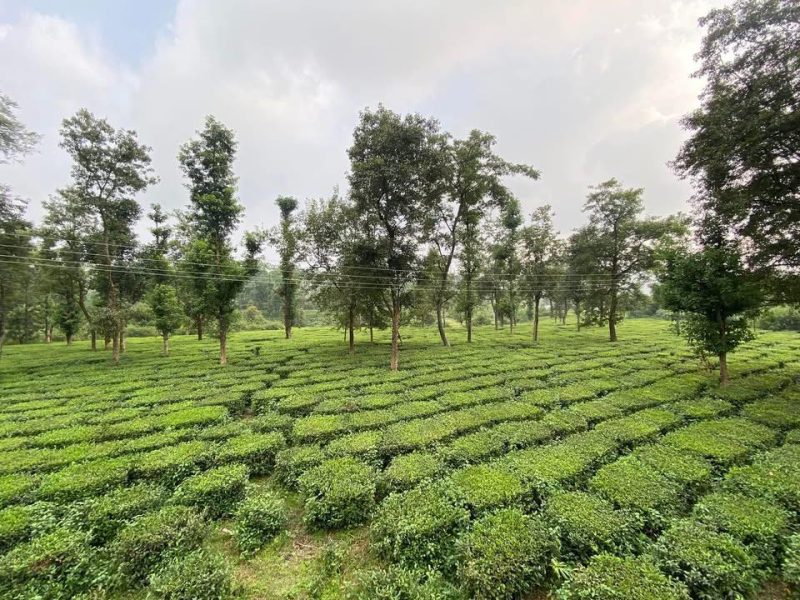 Baaggechi Homestay — Your Winter Escape in Palampur