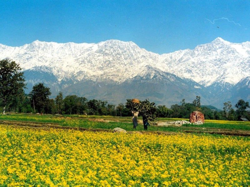 Baaggechi Homestay — Your Winter Escape in Palampur