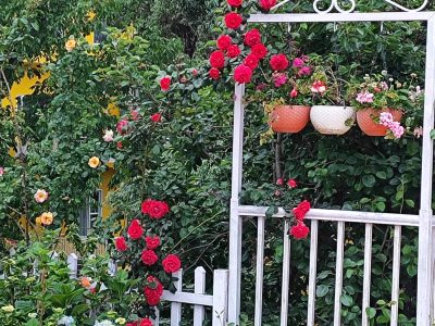Alpine Home,Mukteshwar Nanital Uttarakhand