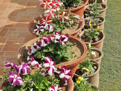 Om Niwas Suite Hotel Jaipur